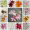 9 pcs Lilien Zwiebeln Winterhart Mehrjährig, winterharte kübelpflanzen, blumen geschenk Lilium brownii, Baumlilien, Lilie, Bloom Indoor Garten Wanddeko Pflanzen gartendeko für draußen,