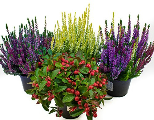 Herbst Blumen Set Nr.9 Calluna vulgaris Trios Milka & Wildbeery, Scheinbeere & Besenheide gelb