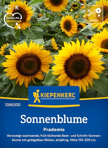 Kiepenkerl Sonnenblumensamen Pradomio 1066300, Blumensaat | Buschig verzweigte Beet- und Schnitt-Sonnenblume, Blumenwiese, Höhe 150-200 cm, als Schnittblume, für Beet, Kübel & Hochbeet