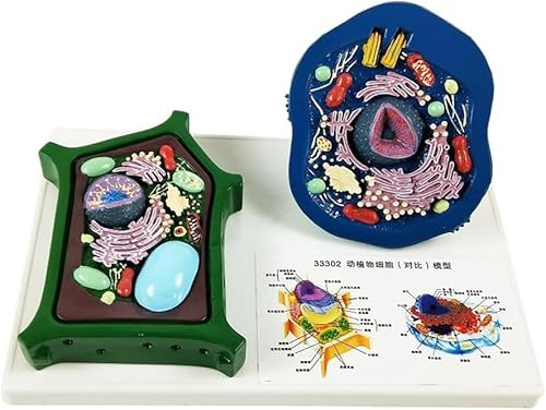 Teaching Animal And Plant Cell Comparison Model, Cell Tool, 28 X 18 X 13 Cm, Anatomy And Biology Skeleton Model