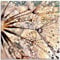 ARTland Wanddeko Glasbilder Wandbild Glas Bild einteilig 40 x 40 cm Quadratisch Innere Ruhe Wellness Abstrakt Pflanzen Blumen Pusteblume Dandelion Regen Tau Tropfen S8WZ