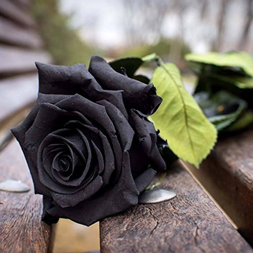Ncient 50 Semi Sementi di Rosa Nera Fiori Rari Semi Profumati Fiori Piante per Orto Giardino Balcone Interni ed Esterni