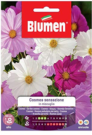 SEMI COSMEA SENSAZIONE MIX BLUMEN SEMENTI FIORI