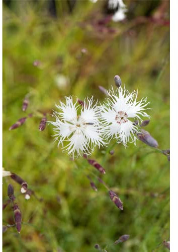 Dianthus arenarius - Sand-Nelke - 9cm Topf