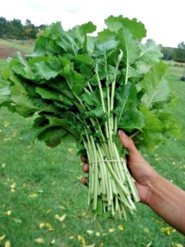 100 + set top cime di rapa sementi biologiche non-OGM USGrown BULK Caduta DI IMPIANTO