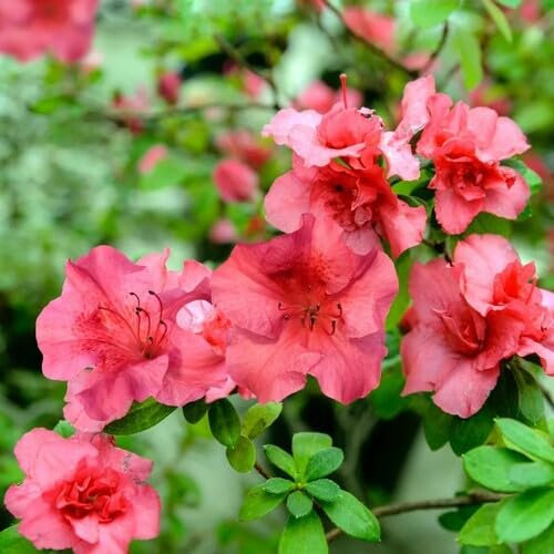 Semi di fiori di azalea 100 pezzi rossi