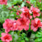 Semi di fiori di azalea 100 pezzi rossi