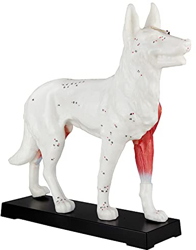 Akupunktur Anatomie TCM Hundekörper Modell Figur Akupunkturmodell Lehrmittel Hund Tier Muskelmodell Naturheilkunde 72 Akupunkturpunkte Lehrmodell MedMod