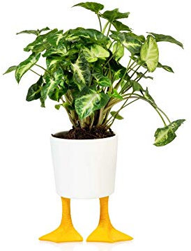 Pot de Plante Pattes de Canard - Porcelaine - Large