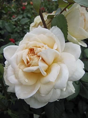 Beetrose - Märchenrose - Rosa Lions Rose ® Kordes Rose - ADR Rose