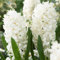 Hyazinthen Zwiebeln Winterhart Mehrjährig White Pearl - 15 Zwiebeln - Duftende Blumenzwiebeln Kollektion - 3 Sorten/Farben - Pflanzen aus Holland - für Garten, Topf, Glas (große Knollen, kein Samen)