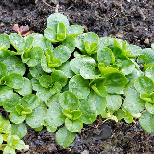 800 pz semi di valerianella bio - semi di ortaggi biologici, semi di bonsai (Valerianella locusta) Semi di ortaggi da balcone, balcone da aiuola rialzata Semi di ortaggi invernali,