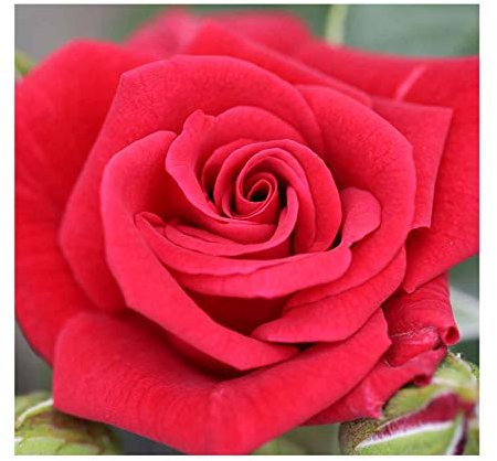 Rosa Patio Climbing Rose 'Love Knot' Plant