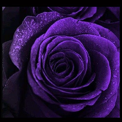 Rosepoem 50Pcs Rosa viola semi solido semi di fiore di colore per Garden Decor