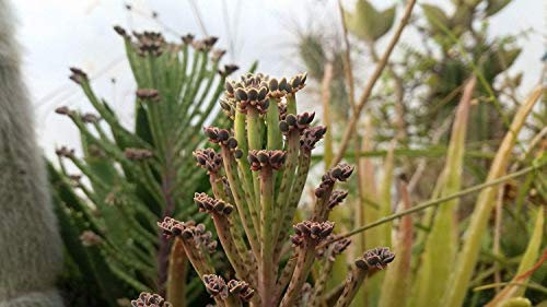 GETSO Semi Pacchetto Non Piante: 5 Giovane Seme da bryophyllum delagoense Viviparo Succulente