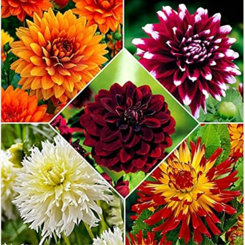 Dahlien zwiebeln,winterharte,dalienknollen winterfest bienenfreunlich,dahlien knollen,dahlien knollen winterhart MehrjäHrig,dahlien knollen großblumig,dahlienknollen kaufen.-8 zwiebeln-A