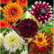 Dahlien zwiebeln,winterharte,dalienknollen winterfest bienenfreunlich,dahlien knollen,dahlien knollen winterhart MehrjäHrig,dahlien knollen großblumig,dahlienknollen kaufen.-8 zwiebeln-A