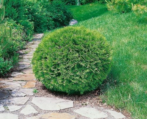 Thuja occidentalis 'Recurva Nana' 40-50 cm - Zwerg-Lebensbaum, kompakt und kugelig, ideal für Hecken und Kübel, immergrün, winterhart und pflegeleicht
