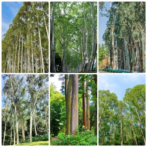 800 pcs Eukalyptus Pflanze Winterhart Samen eukalyptus baum samen, Eukalyptusbaum, Eucalyptus robusta, baumsamen kübelpflanzen bäume kaufen nachhaltigkeit geschenke kübelpflanzen winterhart