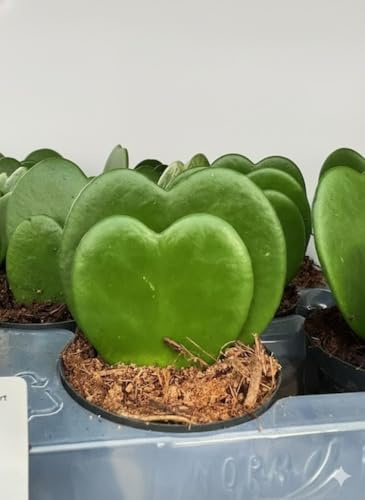 Pianta a Cuore Doppio Hoya Kerrii su vaso cm 6