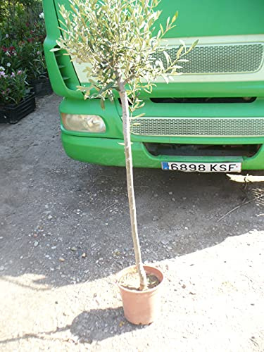 Albero d'oliva, Olea Europa, un albero di circa 130-150 cm di altezza