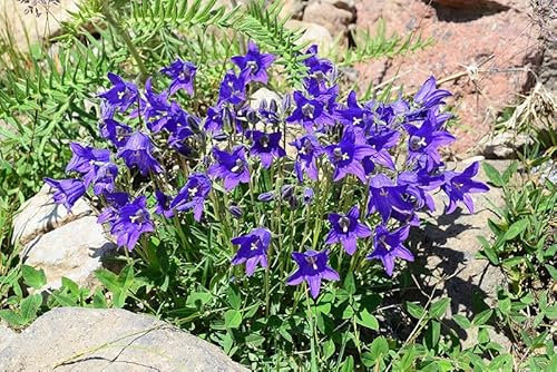 Campanula saxifraga, Glockenblume 20 Samen-Staude, Bodendecker, Staingarten,