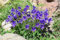 Campanula saxifraga, Glockenblume 20 Samen-Staude, Bodendecker, Staingarten,