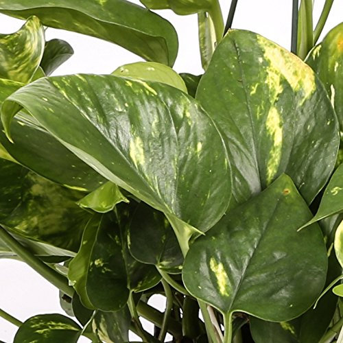 Potho colgar - Maceta 15cm. - con colgador - Planta viva - (Envío sólo a Península)