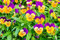 Germinazione I Semi: Cornuto Pansy Orange Viola; Cornuto Violet - 20 Semi