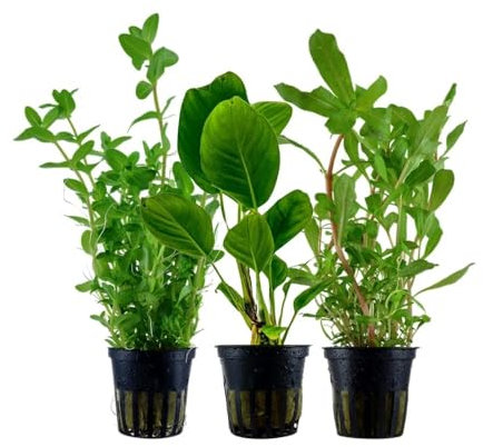 AquaOne Aquarium Pflanzen I 3X Wasserpflanzen I Hintergrund Aquarienpflanzen I Ammania Anubias Bacopa I Set mit 3 volldurchwurzelten Hintergrundpflanzen