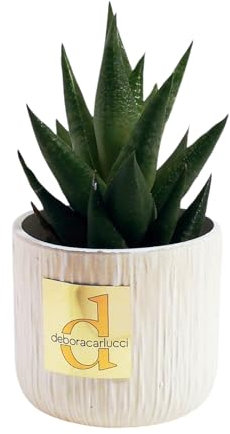 Debora Carlucci - Piantina Grassa Vera con Vaso in Ceramica – Idea Regalo e Bomboniera per Casa e Ufficio (Avorio)