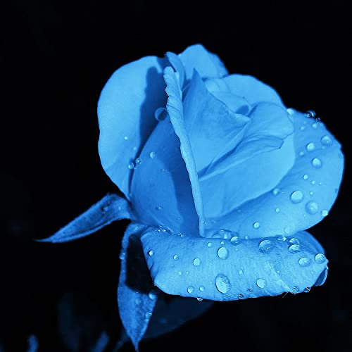 Rosen Pflanzen Samen Exotisch Ramblerrosen Winterhart MehrjäHrig Duftend Regenbogen Rose Gartenpflanzen Duftrosen Blumen Balkon Blumenwiese Samen Blumensamen Geschenk BlüHwiese 300 Seeds (Blau)
