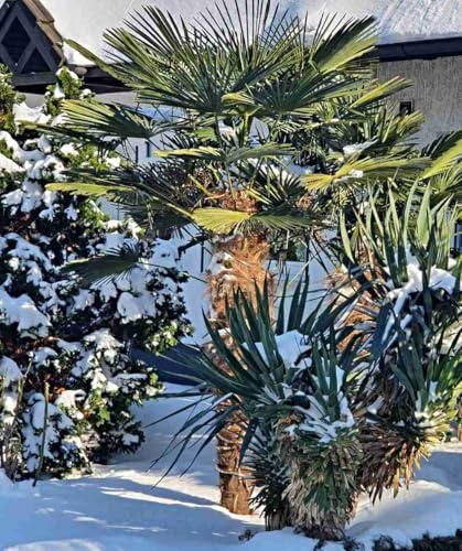 frische Trachycarpus Wagnerianus Samen, Wagner's Hanfpalme, eigene Ernte 2025 (50 Samen)