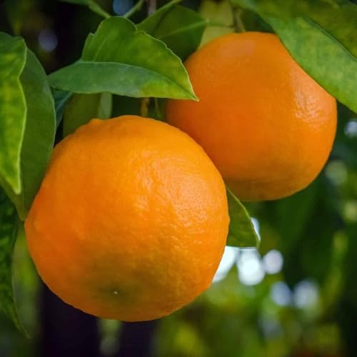 PIANTA DI ARANCIO VALENCIA in vaso 24 - età 3/4 anni (foto reali)