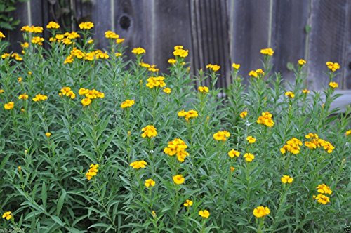 300 Semillas estragón mexicano, mexicano menta, hierba, prospera ya lo loco clima húmedo!