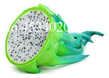 Generische frische 100 Stück Pitaya-Frucht SAMEN zum Pflanzen von Grün