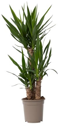 Plant in a Box - Yucca Elephantipes - Palmlilie - Palme Zimmerpflanze groß - Topf 21cm - Höhe 70-80cm