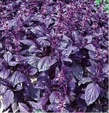 (Viola Basilico * Ambizu *) 50 x Plantes Aromatiques Basilic Violet Foncé, Viola Scuro Basilico Semi, Piante Aromatique Semi