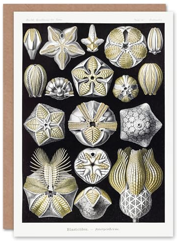 Artery8 Ernst Haeckel Art Card Blastoid Sea Buds Urchins