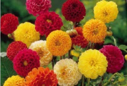 Stk - 30x Pompondahlie - Dahlien Samen Garten Blumen Frisch Saatgut KS24 - Seeds & Plants Shop by Ipsa