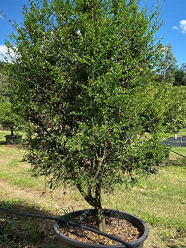 Limone caviale rosso Citrus australasica pianta di Finger Lime in mastello ø40 cm Vivaio di Castelletto