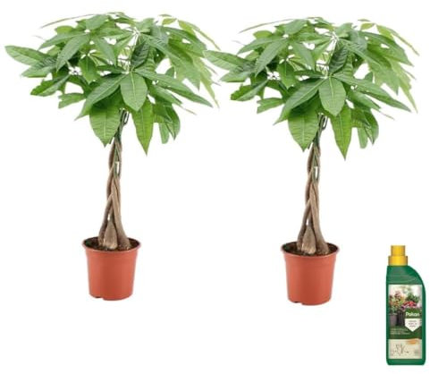 Plant in a Box - Pachira aquatica - Geldbaum - Pokon - Satze von 2 - Topf 17cm - Höhe 60-70cm