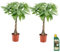 Plant in a Box - Pachira aquatica - Geldbaum - Pokon - Satze von 2 - Topf 17cm - Höhe 60-70cm