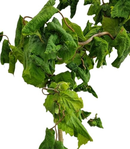 Korkenzieherhaselnuß 'Corylus avellana Contorta' essbare Nüsse 30-40 cm winterhart Freilandaufzucht