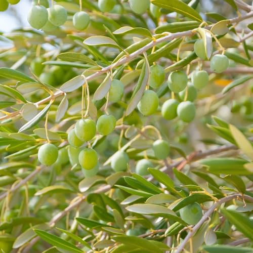 olivo giardino selvatiche semi di vaso 70pcs