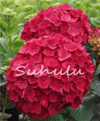 20 : Big Promotion 100Pcs Hydrangea Seeds Mixed Hydrangea Flowers Seeds Garden Plant Bonsai Viburnum Macrocephalum Fort