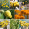 50 pcs trommelstock blumen samen - topfpflanzen draußen winterhart Trommelstöckchen, blumenwiese samen saat hochbeett balkonblumen kleine geschenke kräutergarten geschenk bienenweide