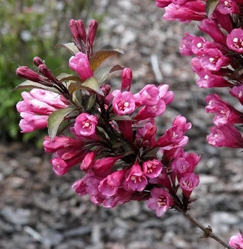 Hochstamm Weigelie Bouquet Rose 80-100cm - Weigela florida - lebende Gartenpflanze aus den Baumschulen
