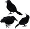 3 Stück Halloween Krähen Künstliche Gefiederte Krähen Realistische Raben Vögel Dekorationen Gespenstische Schwarze Feder Krähe Vogel für Halloween Party Requisiten Innen Außen Haus Garten Dekoration