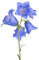 60 fiori di campanella, piante resistenti all'inverno, per balconi, campanula, sostenibili per donne, semi di piante, vecchie varietà di fiori da balcone